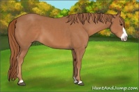 Horse Color:Chestnut Frame 