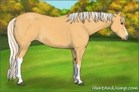 Horse Color:Palomino 