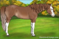 Horse Color:Chestnut Splash 