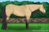 Horse Color:Bay Dun