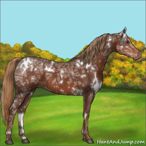 Horse Color:White Spotted Liver Chestnut Ice 