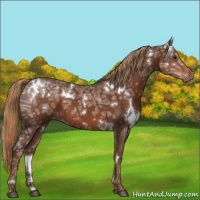Horse Color:White Spotted Liver Chestnut Ice