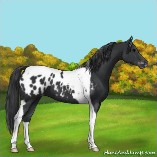 Horse Color:Black Tobiano Appaloosa 