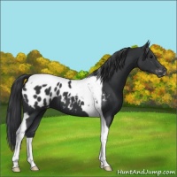 Horse Color:Black Tobiano Appaloosa 