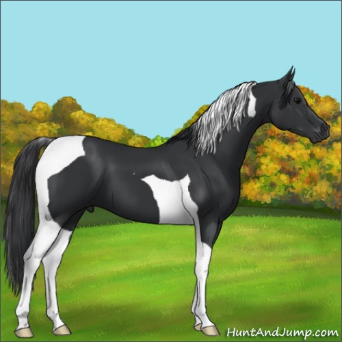 Horse Color:Black Tobiano 