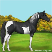 Horse Color:Black Tobiano 