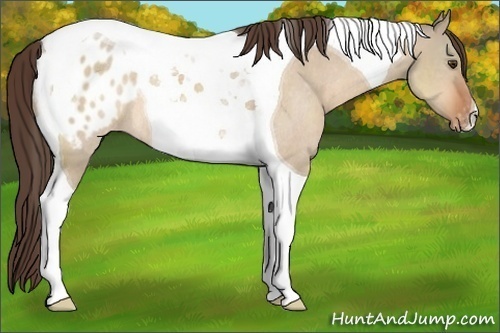 Horse Color:Brown Dun Tobiano Appaloosa Rabicano 