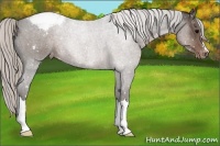 Horse Color:Silver Black Appaloosa 
