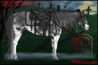 Horse Color:White Spotted Black Rabicano