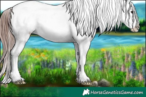 Horse Color:White Spotted Chocolate Black Sabino Splash Appaloosa 