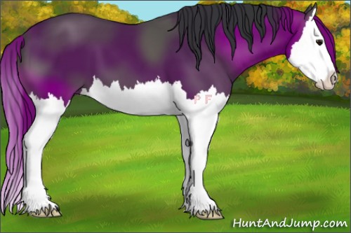 Horse Color:Black Splash