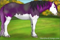 Horse Color:Black Splash 