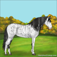 Horse Color:White Spotted Blue Roan Rabicano  and Gray White Spotted Blue Roan Rabicano 