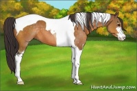 Horse Color:Buckskin Sabino Tobiano 