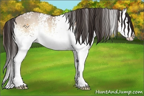 Horse Color:White Spotted Liver Red Dun Onyx Sabino Splash