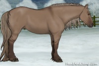 Horse Color:Liver Red Dun 