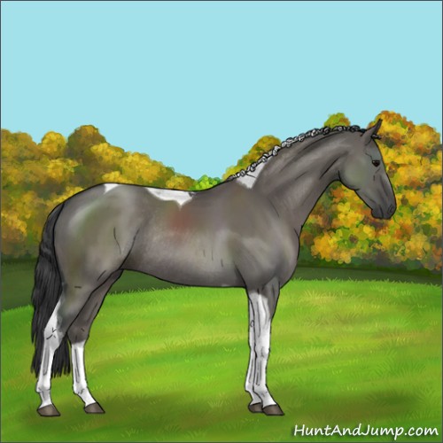 Horse Color:Grullo Sabino Tobiano Rabicano