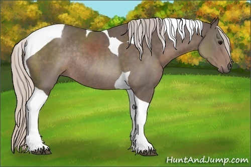 Horse Color:Silver Black Sabino Tobiano Rabicano 