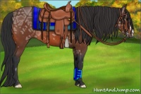 Horse Color:Bay Ice 