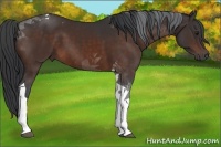 Horse Color:Brown Tobiano