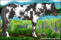 Horse Color:White Spotted Liver Chestnut 