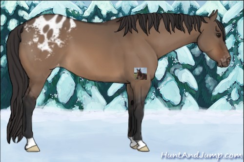 Horse Color:Brown Dun Appaloosa 