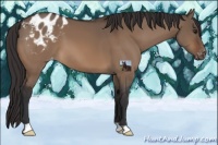 Horse Color:Brown Dun Appaloosa 