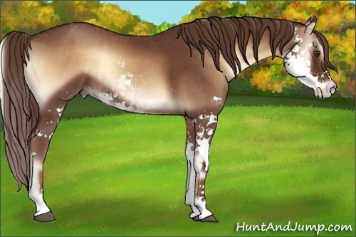 Horse Color:Red Onyx Sabino Rabicano 