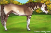 Horse Color:Red Onyx Sabino Rabicano 