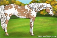 Horse Color:Chestnut Sabino Splash 