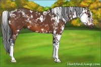 Horse Color:Bay Sabino