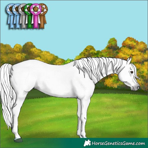 Horse Color:Gray White Spotted Chocolate Palomino Splash  and Gray Buckskin 