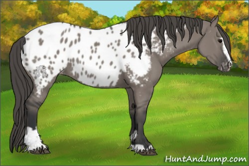 Horse Color:Grullo Sabino Near Leopard 