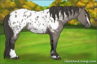 Horse Color:Grullo Sabino Appaloosa 