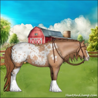 Horse Color:Bay Pearl Sabino Appaloosa