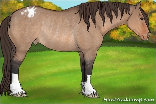Horse Color:Bay Dun Appaloosa Rabicano 