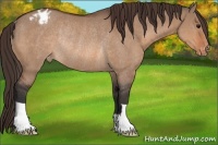 Horse Color:Bay Dun Appaloosa Rabicano