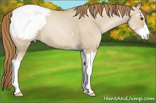 Horse Color:Grullo Pearl Sabino Appaloosa 