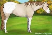 Horse Color:Grullo Pearl Sabino Appaloosa 