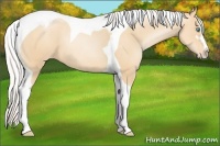 Horse Color:Silver Classic Champagne Pearl Sabino Tobiano Appaloosa 