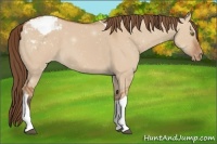 Horse Color:Bay Dun Tobiano Appaloosa