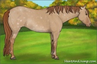 Horse Color:Red Dun Appaloosa 