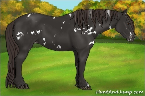 Horse Color:White Spotted Liver Chestnut Appaloosa 