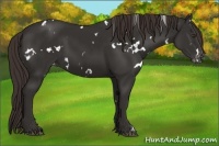 Horse Color:White Spotted Liver Chestnut Varnish 