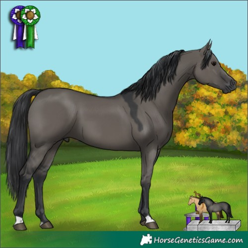Horse Color:Grullo 