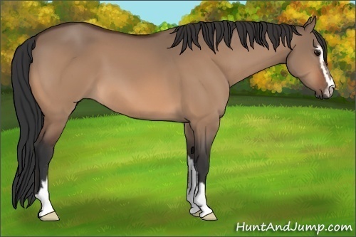 Horse Color:Unknown