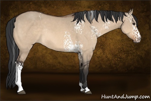 Horse Color:White Spotted Brown Dun Sabino Rabicano