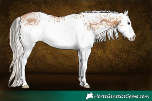 Horse Color:White Spotted Silver Bay Dun