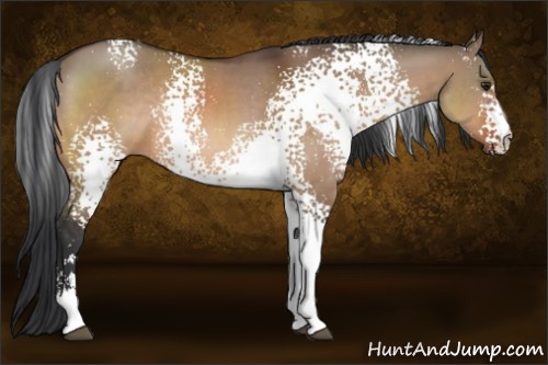 Horse Color:White Spotted Brown Dun Sabino Rabicano 