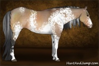 Horse Color:White Spotted Brown Dun Sabino Rabicano